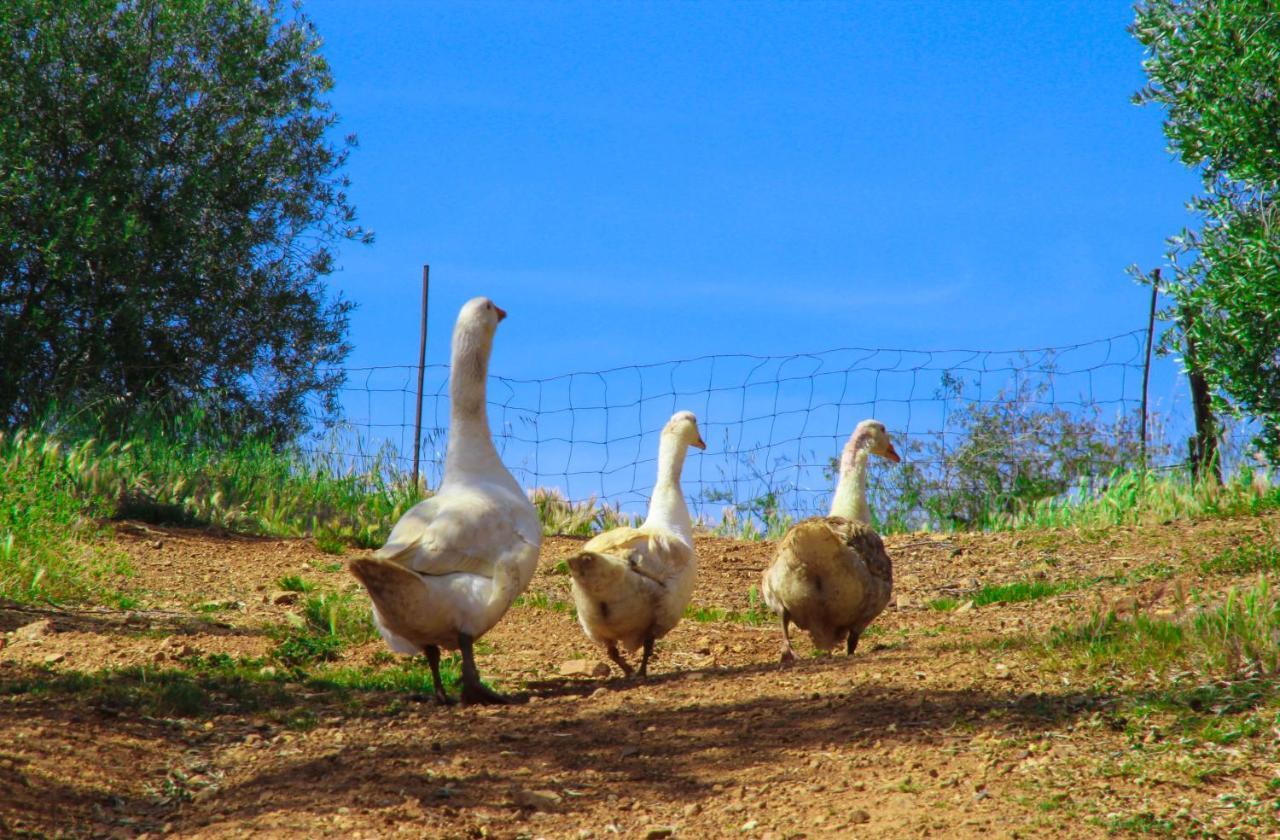 Agriturismomillefiori Βίλα Manciano Εξωτερικό φωτογραφία